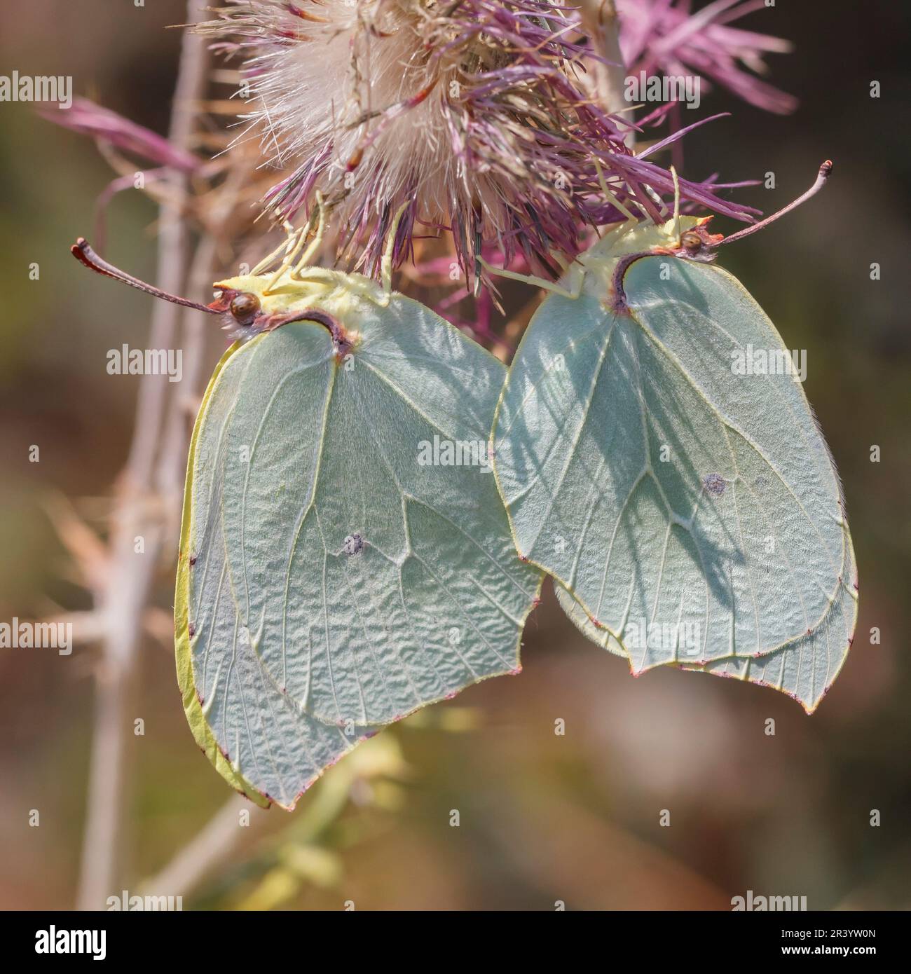 Gonepteryx cleopatra, connue sous le nom de Cleopatra, papillon de Cleopatra (copula) Banque D'Images