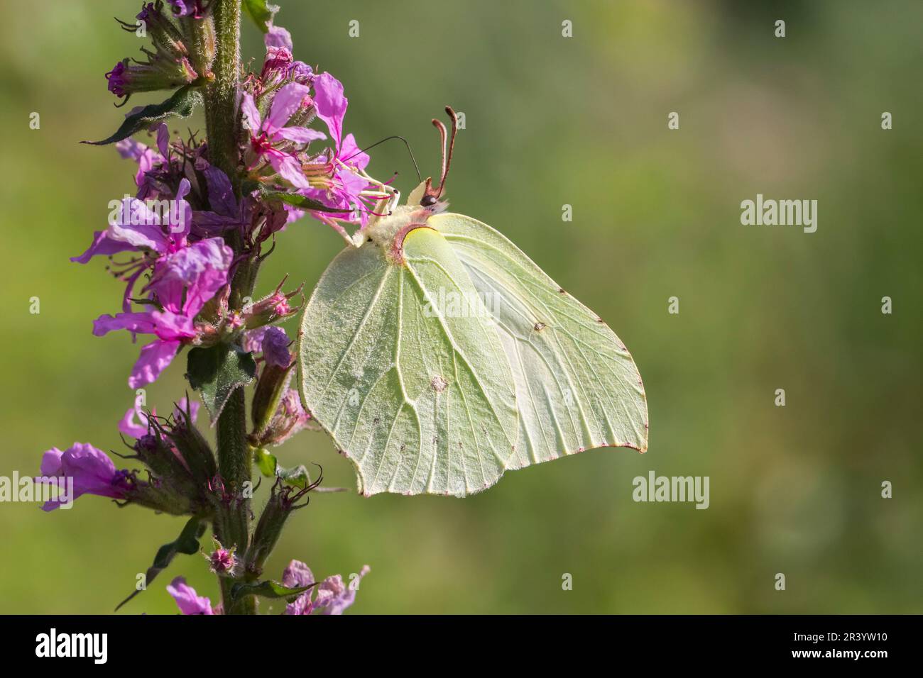 Gonepteryx rhamni, papillon mâle, connu sous le nom de Brimstone, Brimstone commun, papillon de Brimstone Banque D'Images