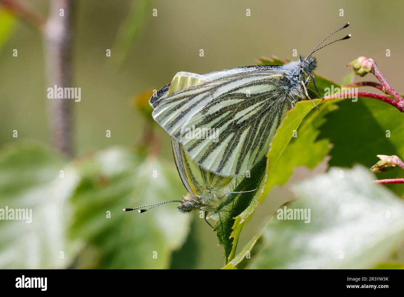 Pieris napi, connu sous le nom de papillon blanc à veiné vert, papillon blanc à veiné vert (copula) Banque D'Images