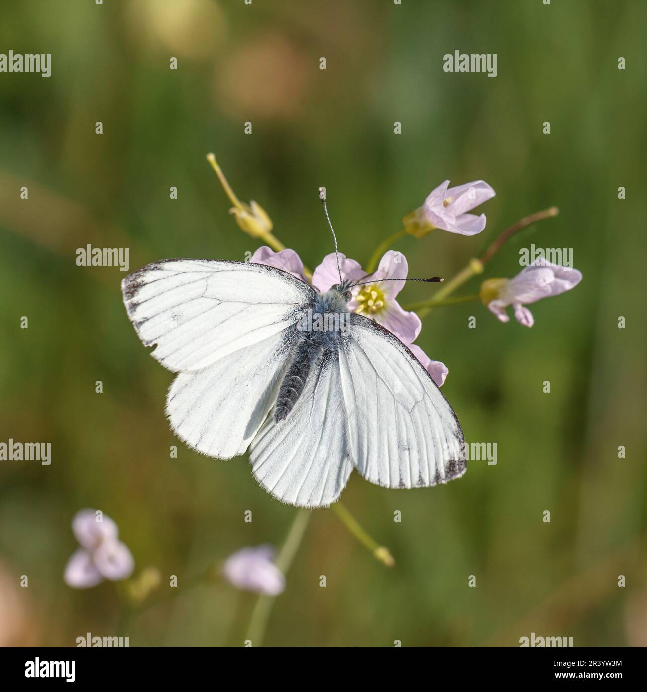 Pieris napi, connu sous le nom de papillon blanc à veiné vert, papillon blanc à veiné vert Banque D'Images
