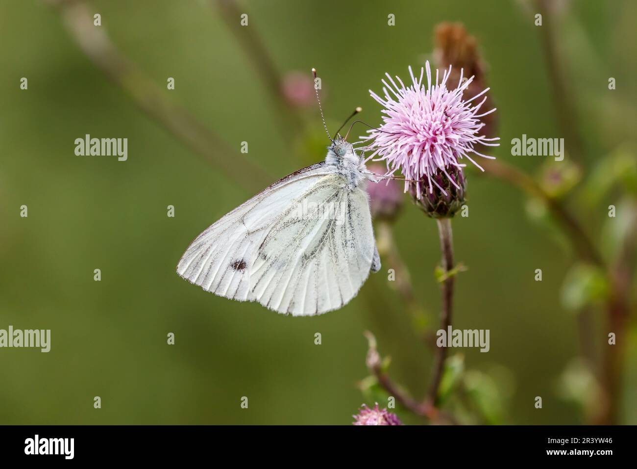 Pieris napi, connu sous le nom de papillon blanc à veiné vert, papillon blanc à veiné vert Banque D'Images