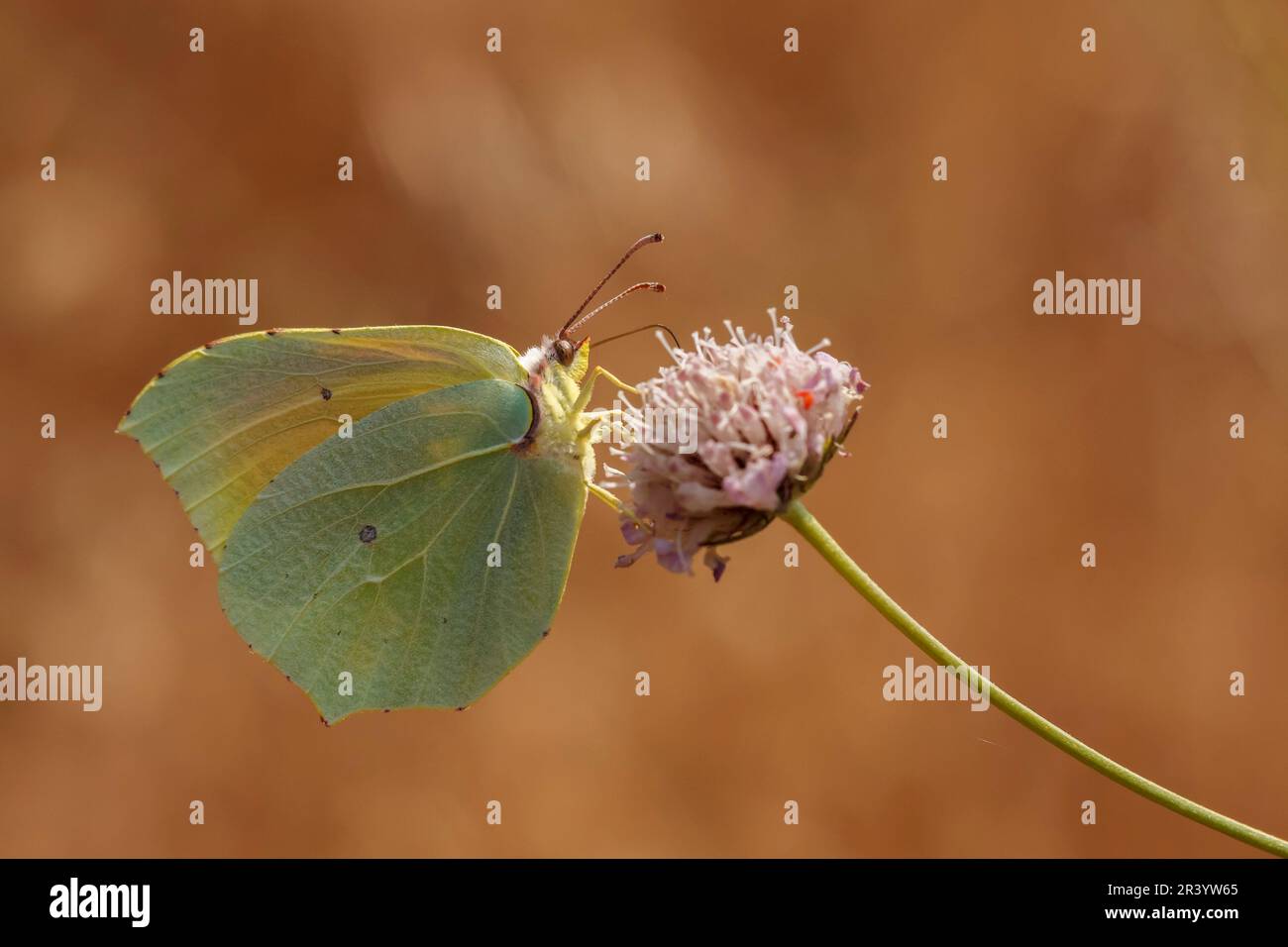 Gonepteryx cleopatra, papillon mâle, connu sous le nom de Cleopatra et de papillon Cleopatra Banque D'Images