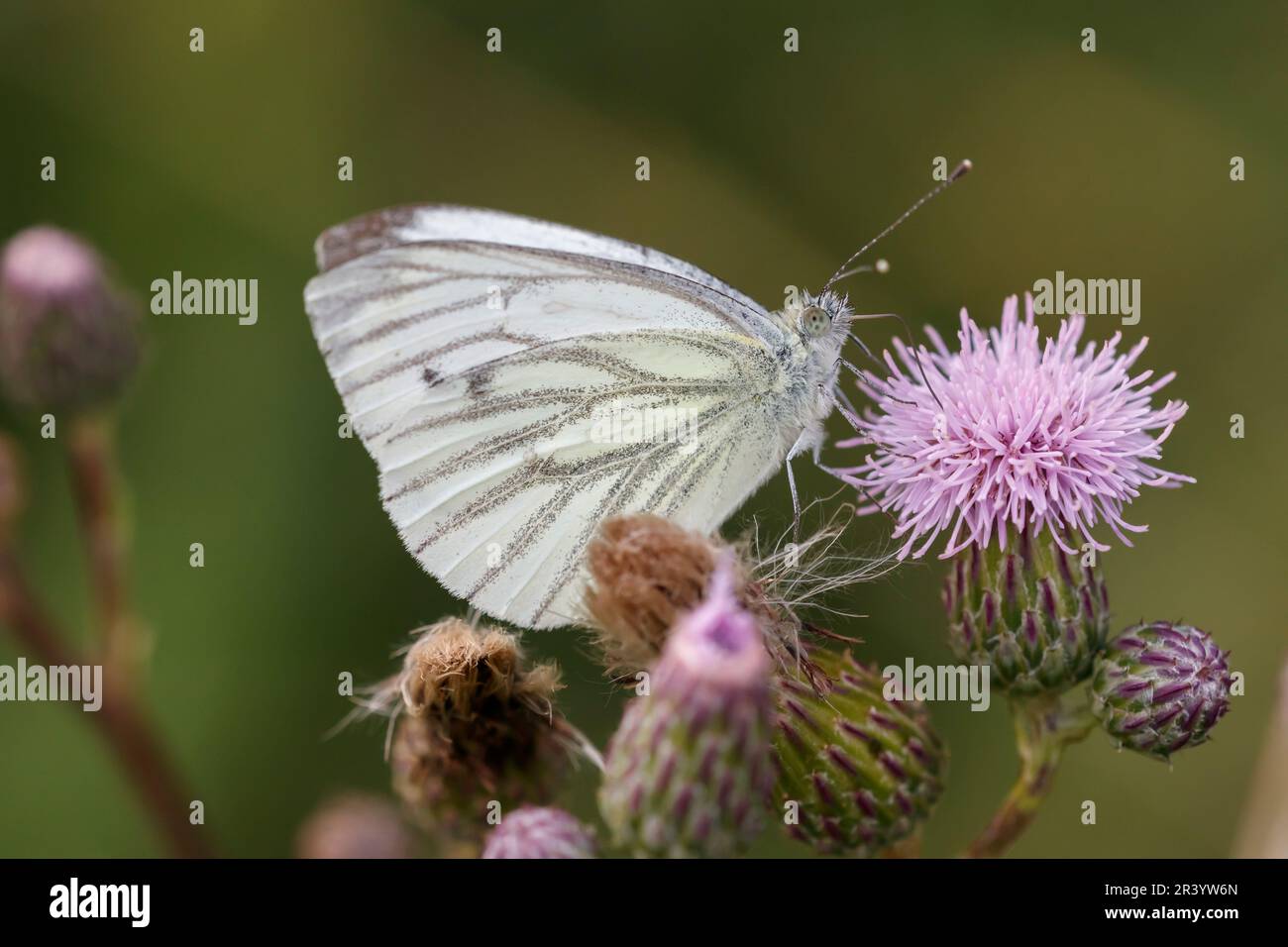 Pieris napi, connu sous le nom de papillon blanc à veiné vert, papillon blanc à veiné vert Banque D'Images