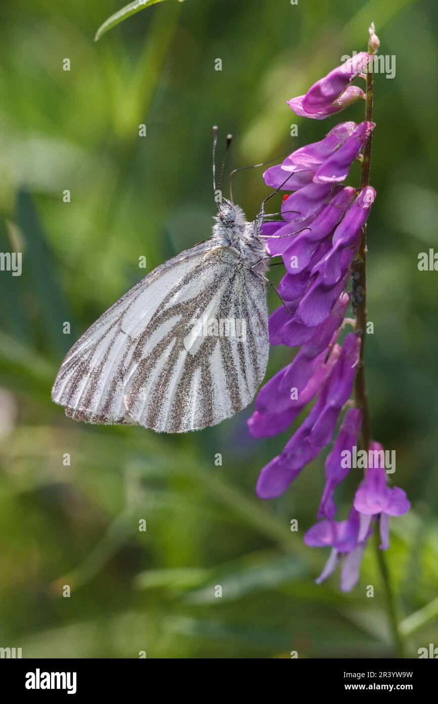 Pieris napi, connu sous le nom de papillon blanc à veiné vert, papillon blanc à veiné vert Banque D'Images