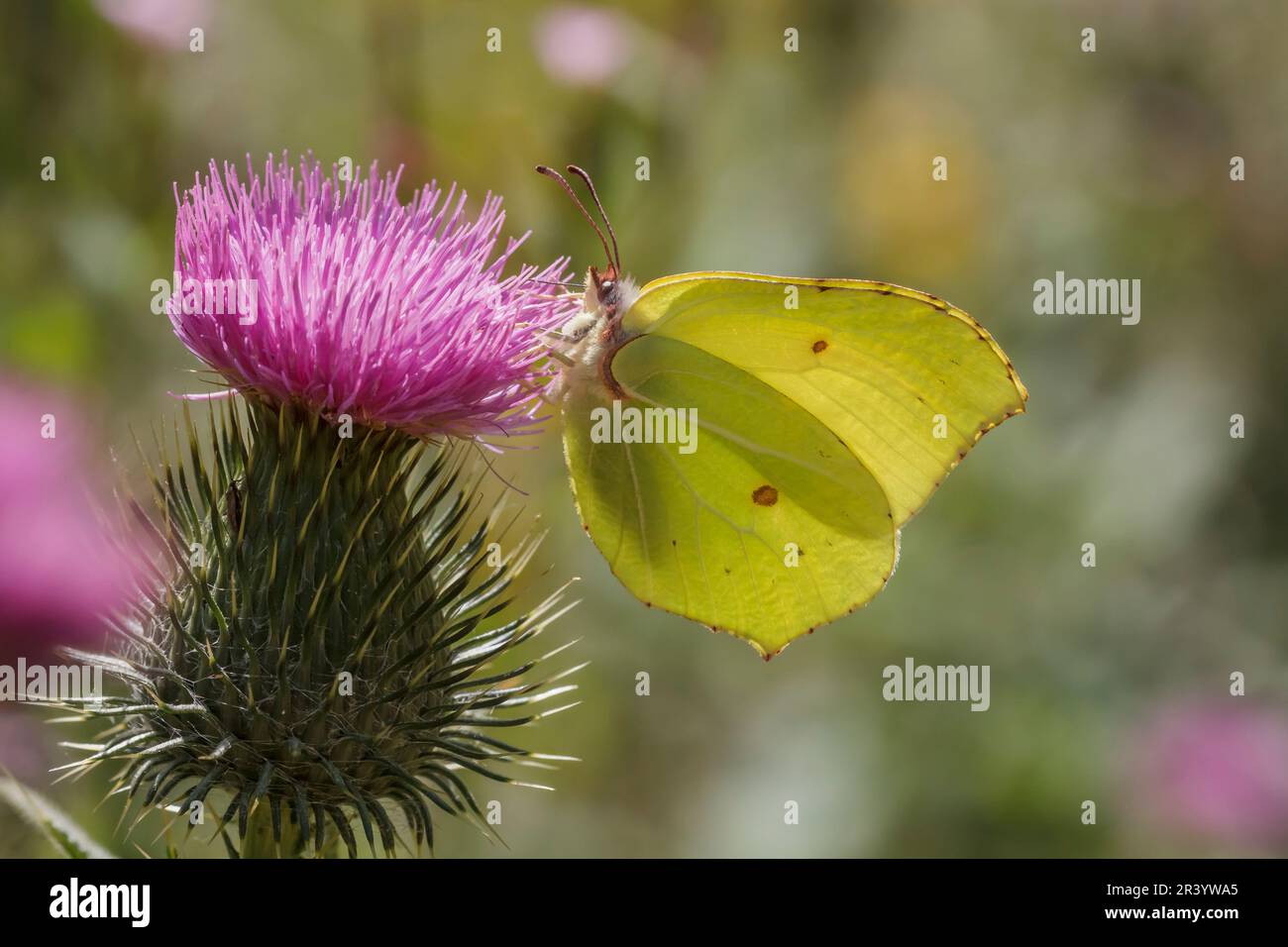Gonepteryx rhamni, papillon mâle, connu sous le nom de Brimstone, Brimstone commun, papillon de Brimstone Banque D'Images