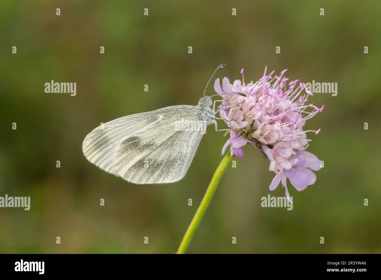 Leptidea juvernica, connue sous le nom de blanc bois, papillon blanc bois Banque D'Images
