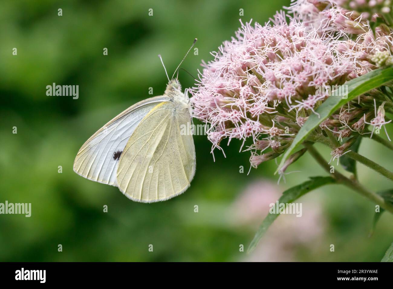 Pieris brassicae, connu sous le nom de grand blanc, papillon de chou, blanc de chou, blanc de gros chou Banque D'Images