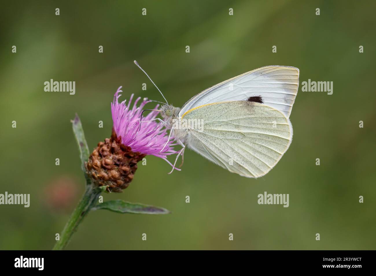 Pieris brassicae, connu sous le nom de grand blanc, papillon de chou, blanc de chou, blanc de gros chou Banque D'Images