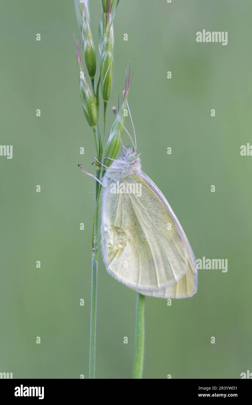 Pieris rapae, connu sous le nom de petit blanc, petit blanc de chou, papillon de chou, blanc de chou Banque D'Images