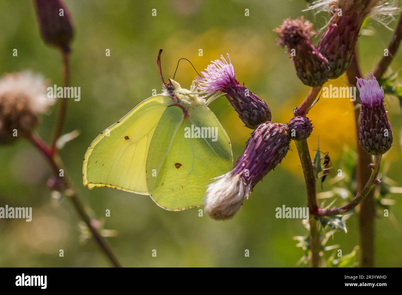 Gonepteryx rhamni, papillon mâle, connu sous le nom de Brimstone, Brimstone commun, papillon de Brimstone Banque D'Images
