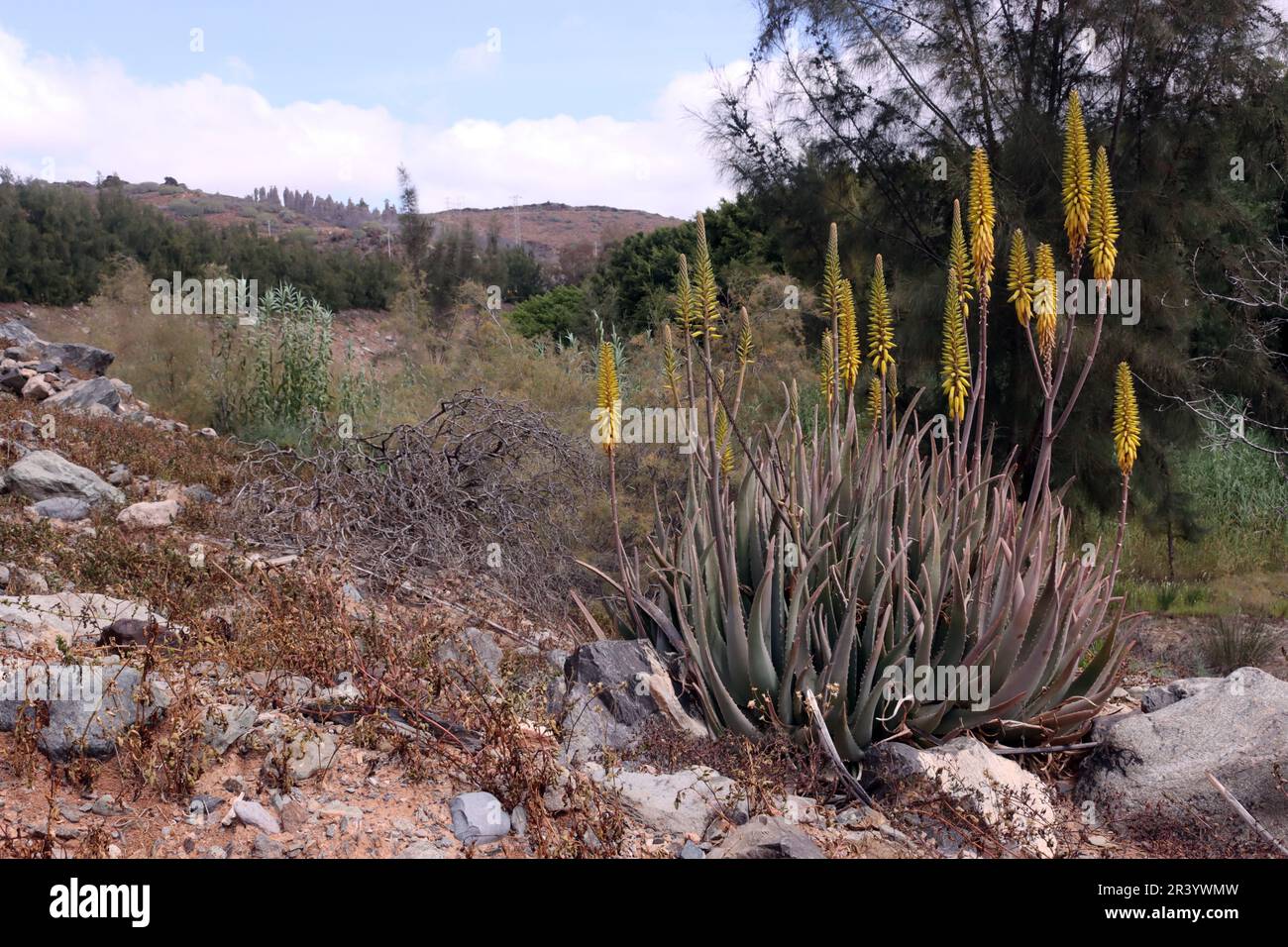 Aloe vera im Barranco de los Guinchos San Agustin Banque D'Images