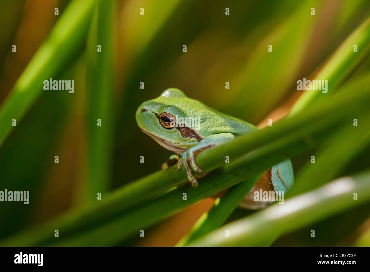 Hyla arborea, connue sous le nom de grenouille d'arbre européenne, grenouille d'arbre, grenouille d'arbre commune d'Allemagne Banque D'Images