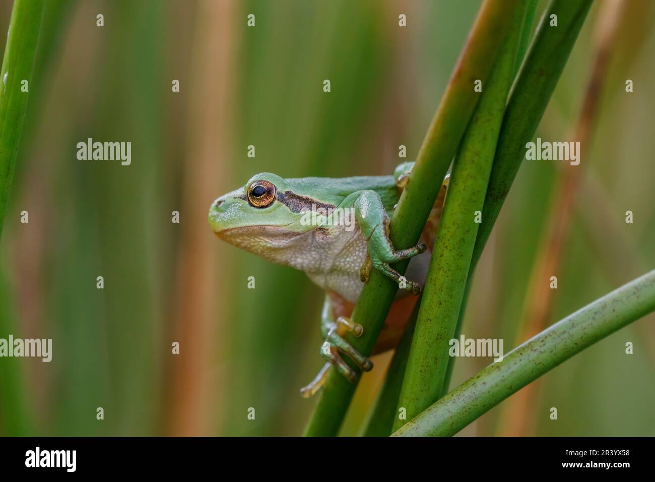 Hyla arborea, connue sous le nom de grenouille d'arbre européenne, grenouille d'arbre, grenouille d'arbre commune d'Allemagne Banque D'Images