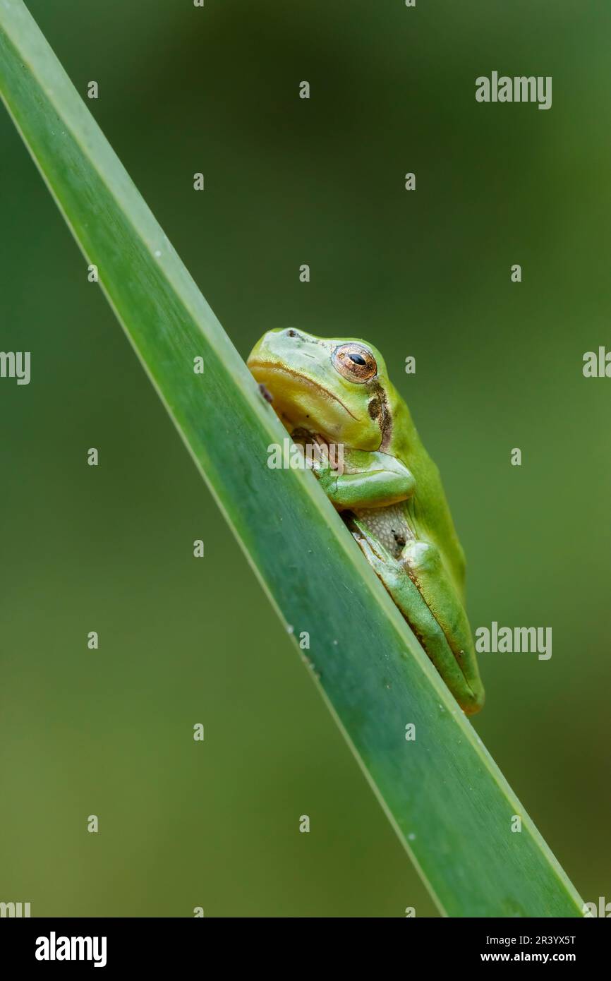 Hyla arborea, connue sous le nom de grenouille d'arbre européenne, grenouille d'arbre, grenouille d'arbre commune d'Allemagne Banque D'Images