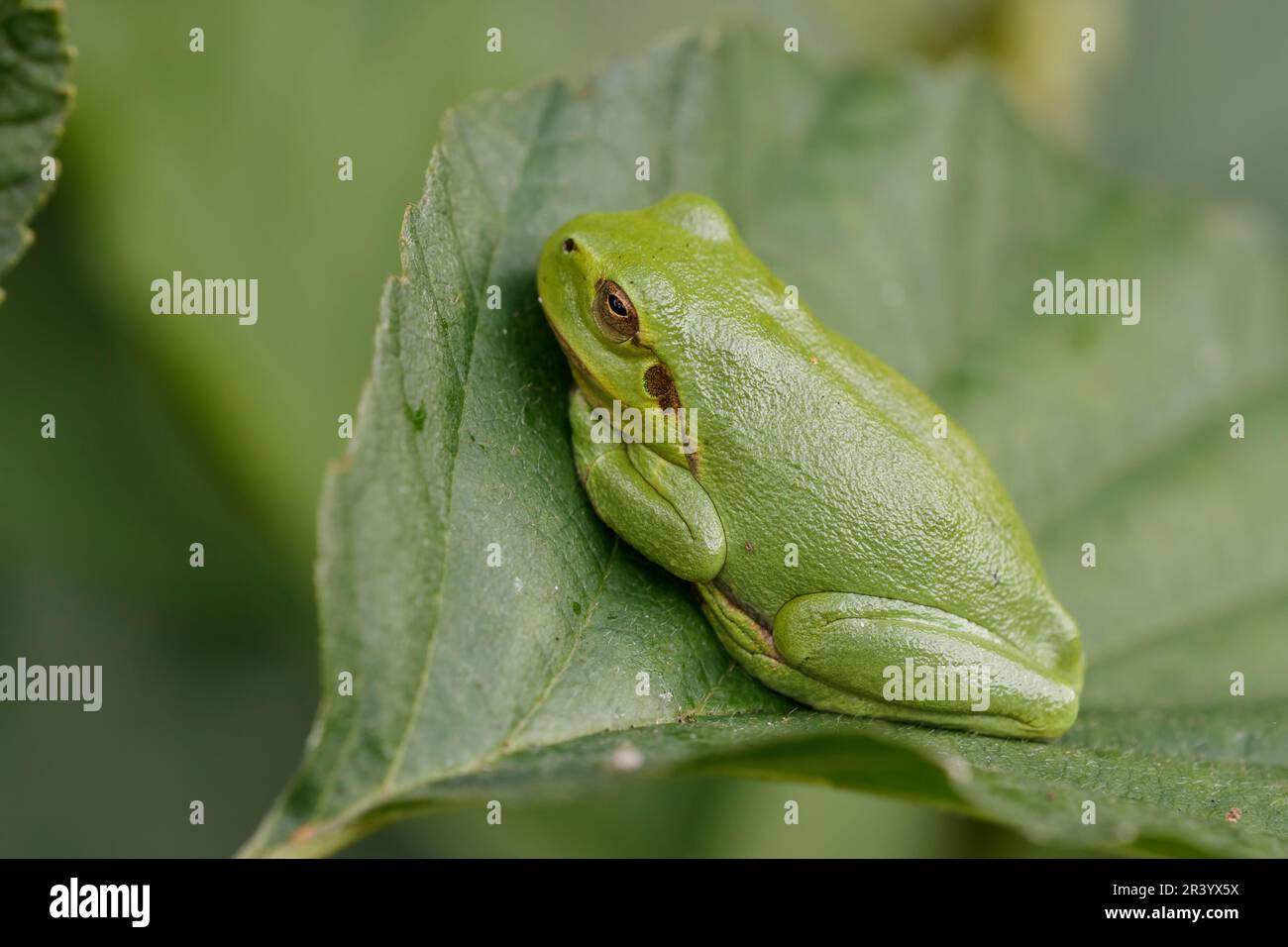 Hyla arborea, connue sous le nom de grenouille d'arbre européenne, grenouille d'arbre, grenouille d'arbre commune d'Allemagne Banque D'Images