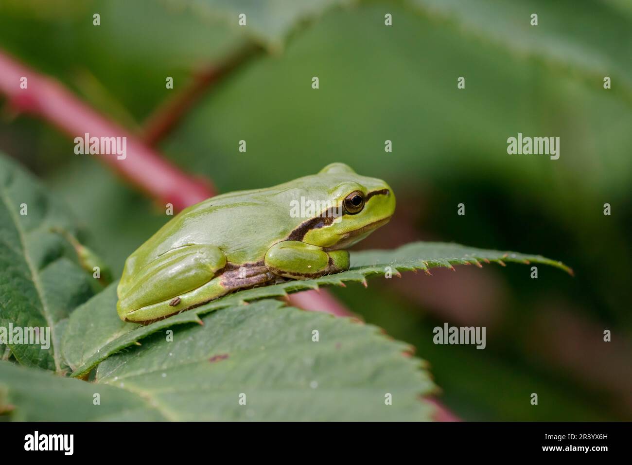 Hyla arborea, connue sous le nom de grenouille d'arbre européenne, grenouille d'arbre, grenouille d'arbre commune d'Allemagne Banque D'Images