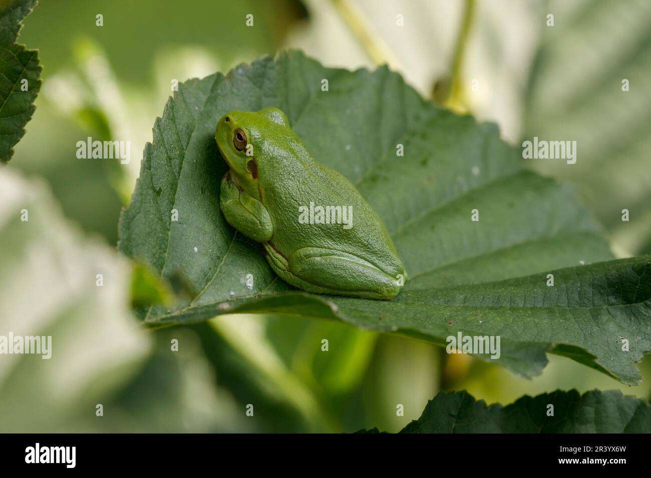 Hyla arborea, connue sous le nom de grenouille d'arbre européenne, grenouille d'arbre, grenouille d'arbre commune d'Allemagne Banque D'Images
