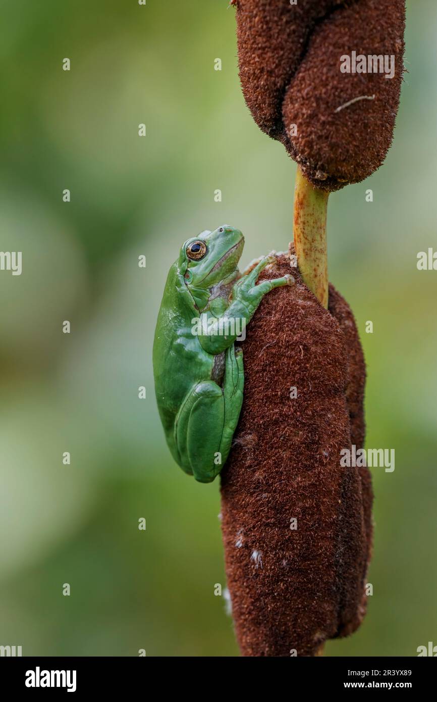 Hyla arborea, connue sous le nom de grenouille d'arbre européenne, grenouille d'arbre, grenouille d'arbre commune d'Allemagne Banque D'Images