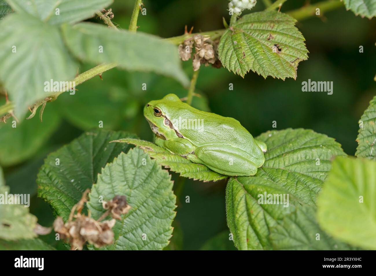 Hyla arborea, connue sous le nom de grenouille d'arbre européenne, grenouille d'arbre, grenouille d'arbre commune d'Allemagne Banque D'Images