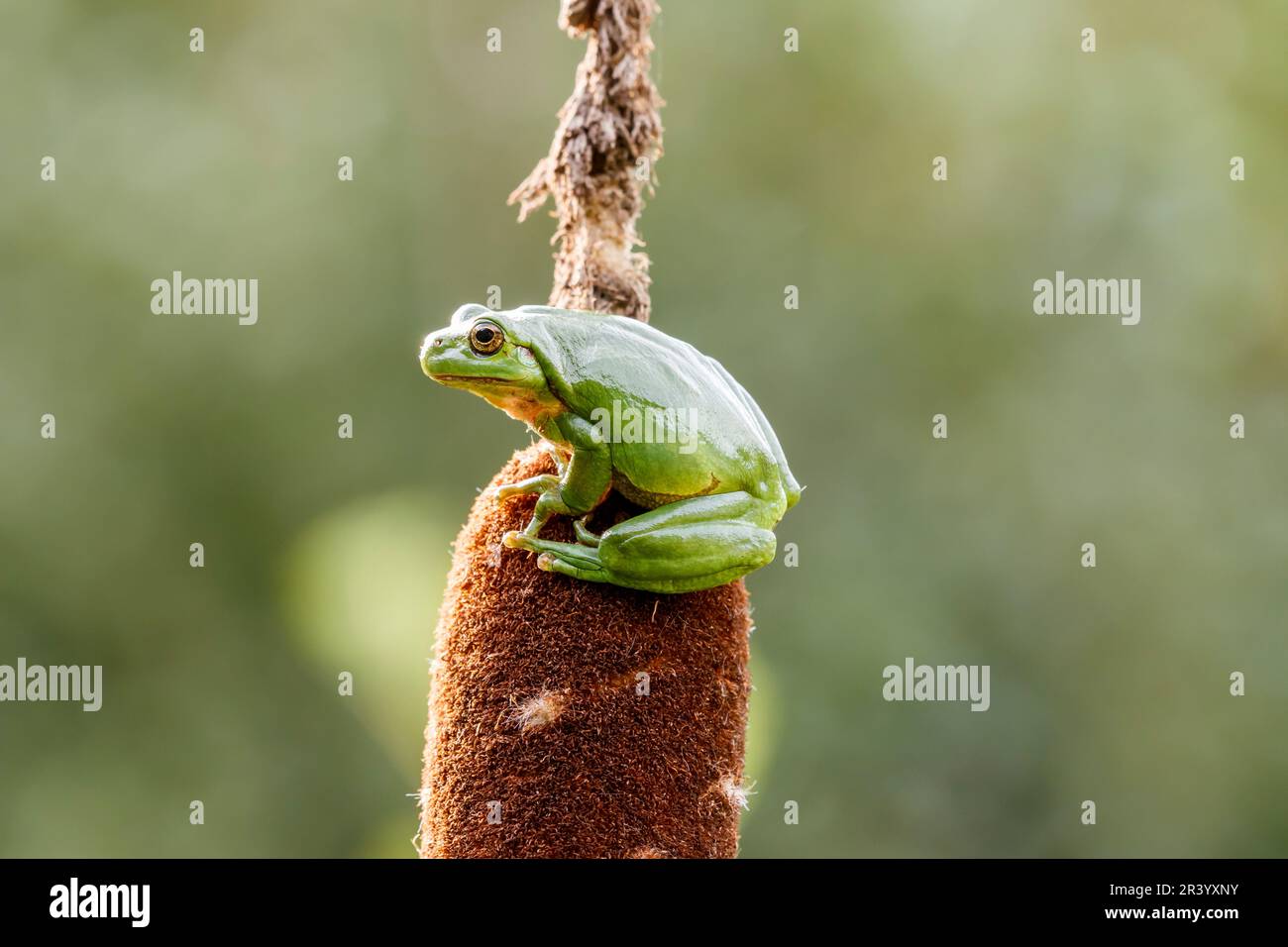 Hyla arborea, connue sous le nom de grenouille d'arbre européenne, grenouille d'arbre, grenouille d'arbre commune d'Allemagne Banque D'Images