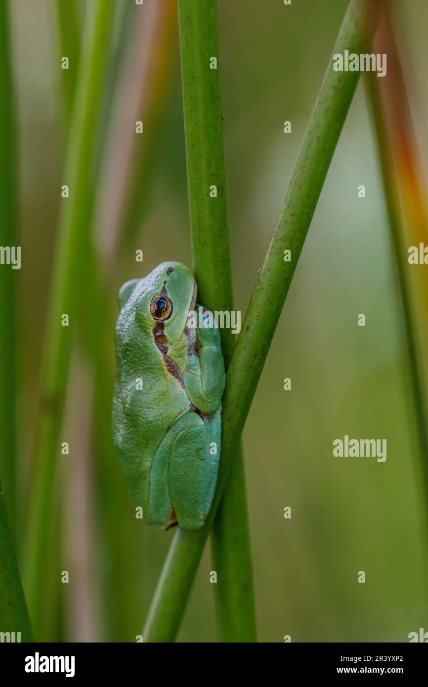 Hyla arborea, connue sous le nom de grenouille d'arbre européenne, grenouille d'arbre, grenouille d'arbre commune d'Allemagne Banque D'Images