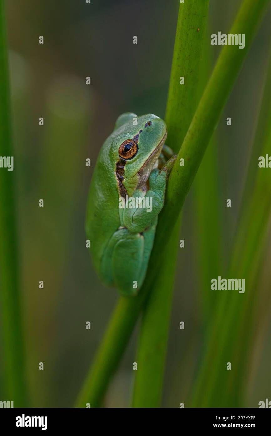 Hyla arborea, connue sous le nom de grenouille d'arbre européenne, grenouille d'arbre, grenouille d'arbre commune d'Allemagne Banque D'Images