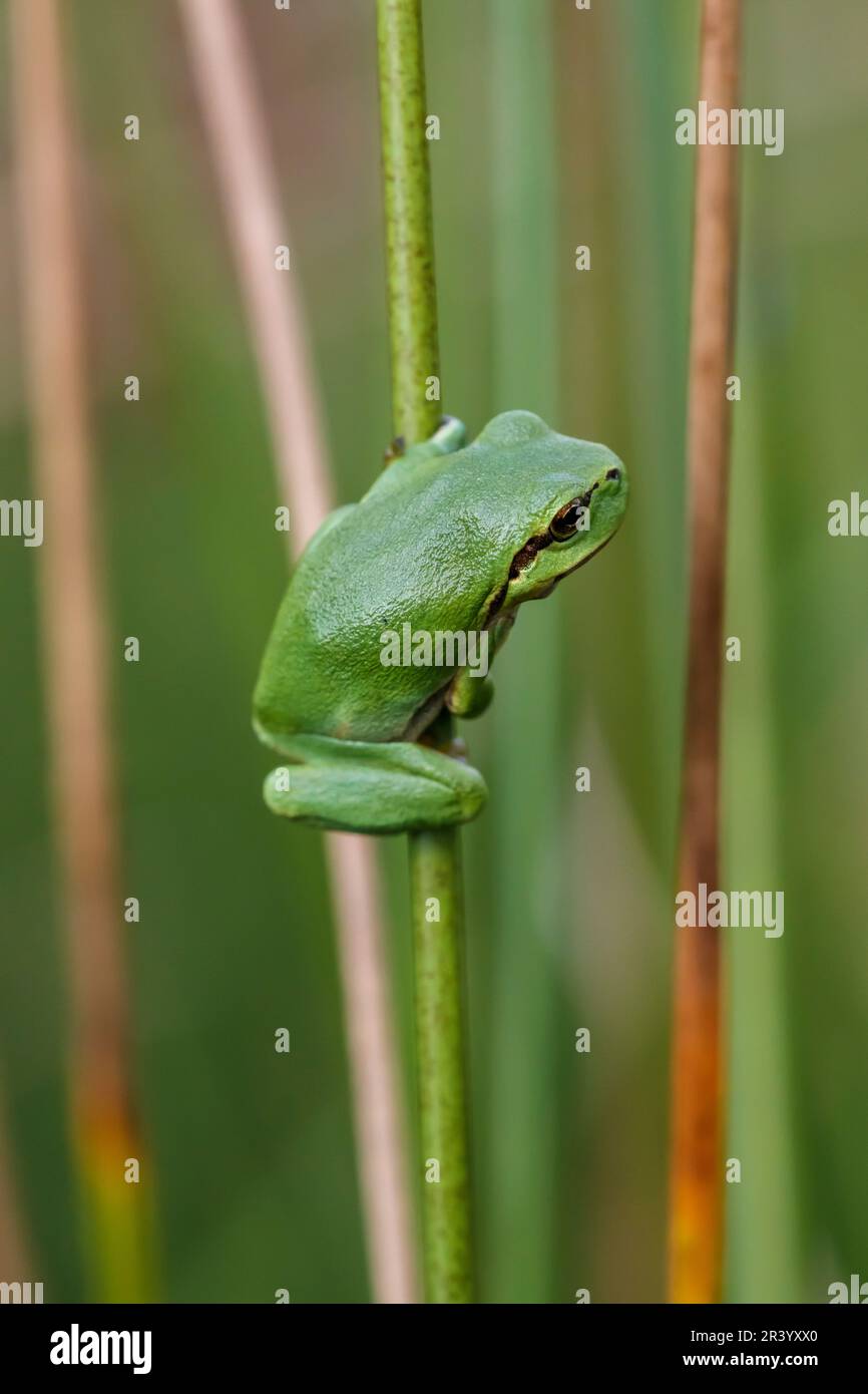 Hyla arborea, connue sous le nom de grenouille d'arbre européenne, grenouille d'arbre, grenouille d'arbre commune d'Allemagne Banque D'Images
