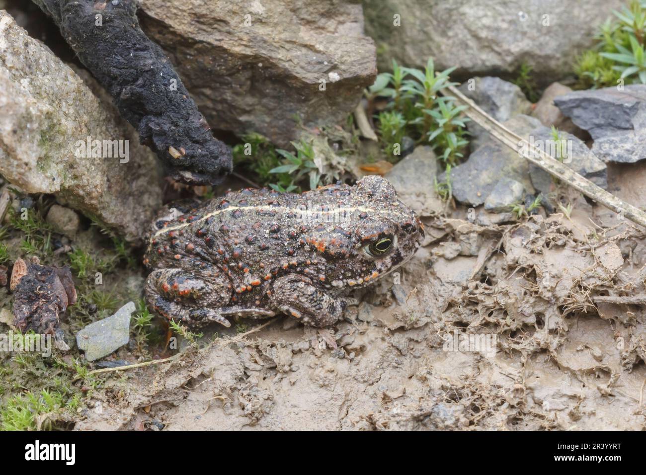 Epidalea calalita, syn. Bufo calalita, connu sous le nom de Natterjack toad, courant crapaud d'Allemagne Banque D'Images