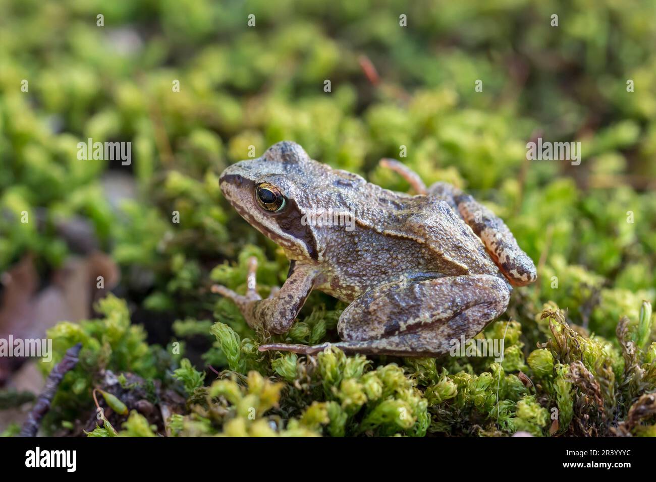 Rana dalmatina, connue sous le nom de grenouille Agile, grenouille printanière, grenouille Leap, grenouille dalmate d'Allemagne Banque D'Images