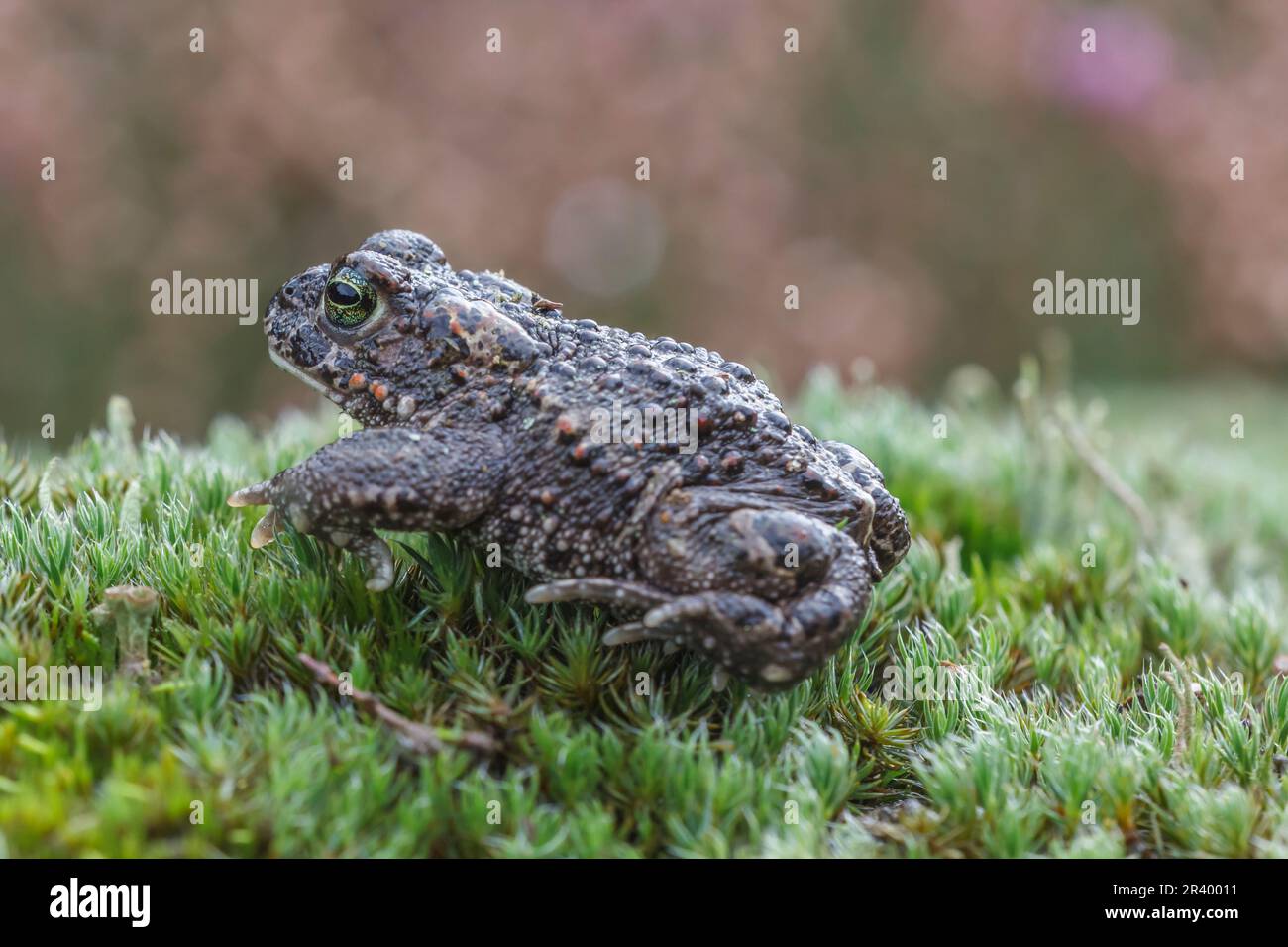 Epidalea calalita, syn. Bufo calalita, connu sous le nom de Natterjack toad, courant crapaud d'Allemagne Banque D'Images