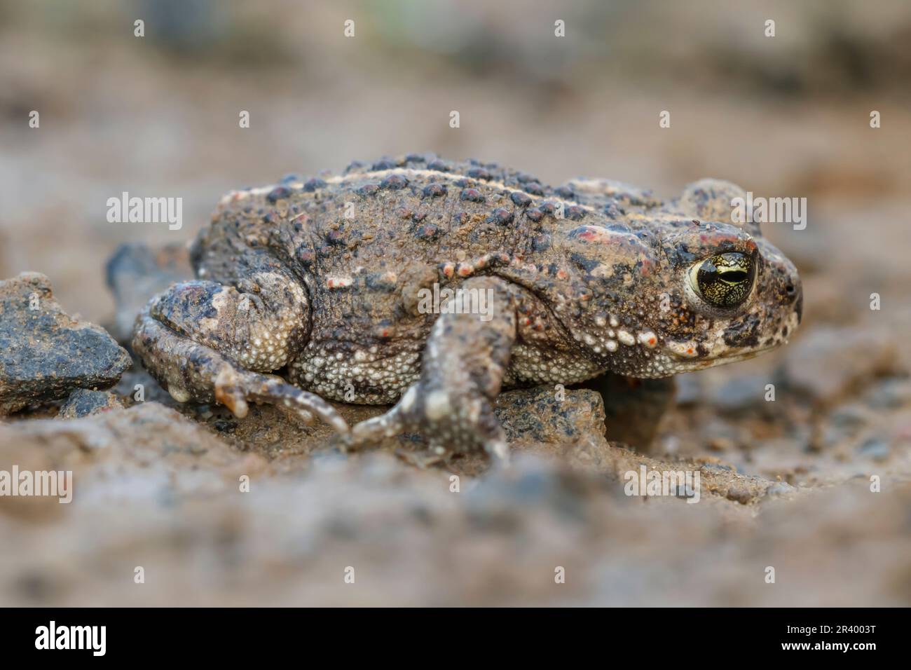 Epidalea calalita, syn. Bufo calalita, connu sous le nom de Natterjack toad, courant crapaud d'Allemagne Banque D'Images