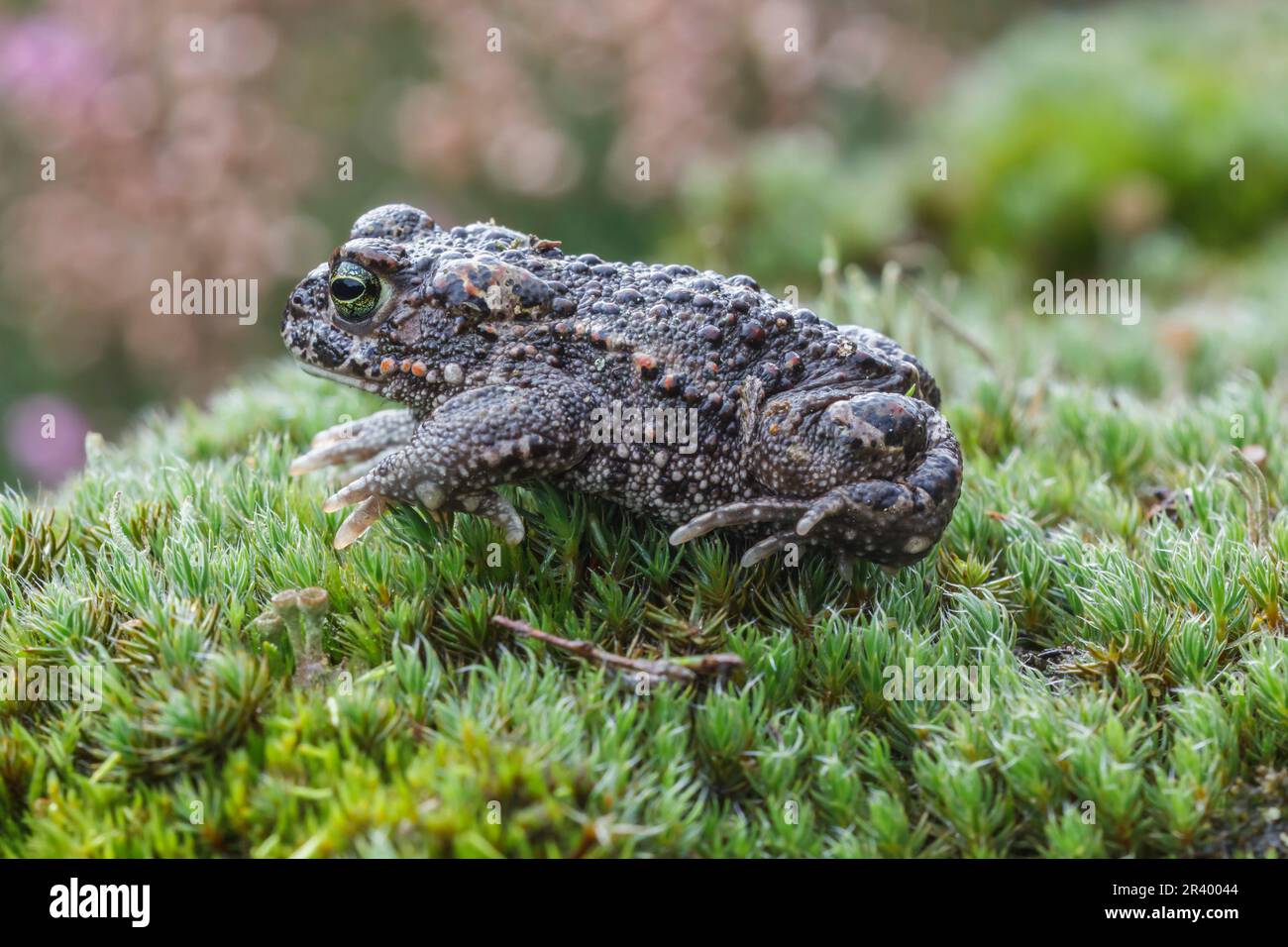 Epidalea calalita, syn. Bufo calalita, connu sous le nom de Natterjack toad, courant crapaud d'Allemagne Banque D'Images