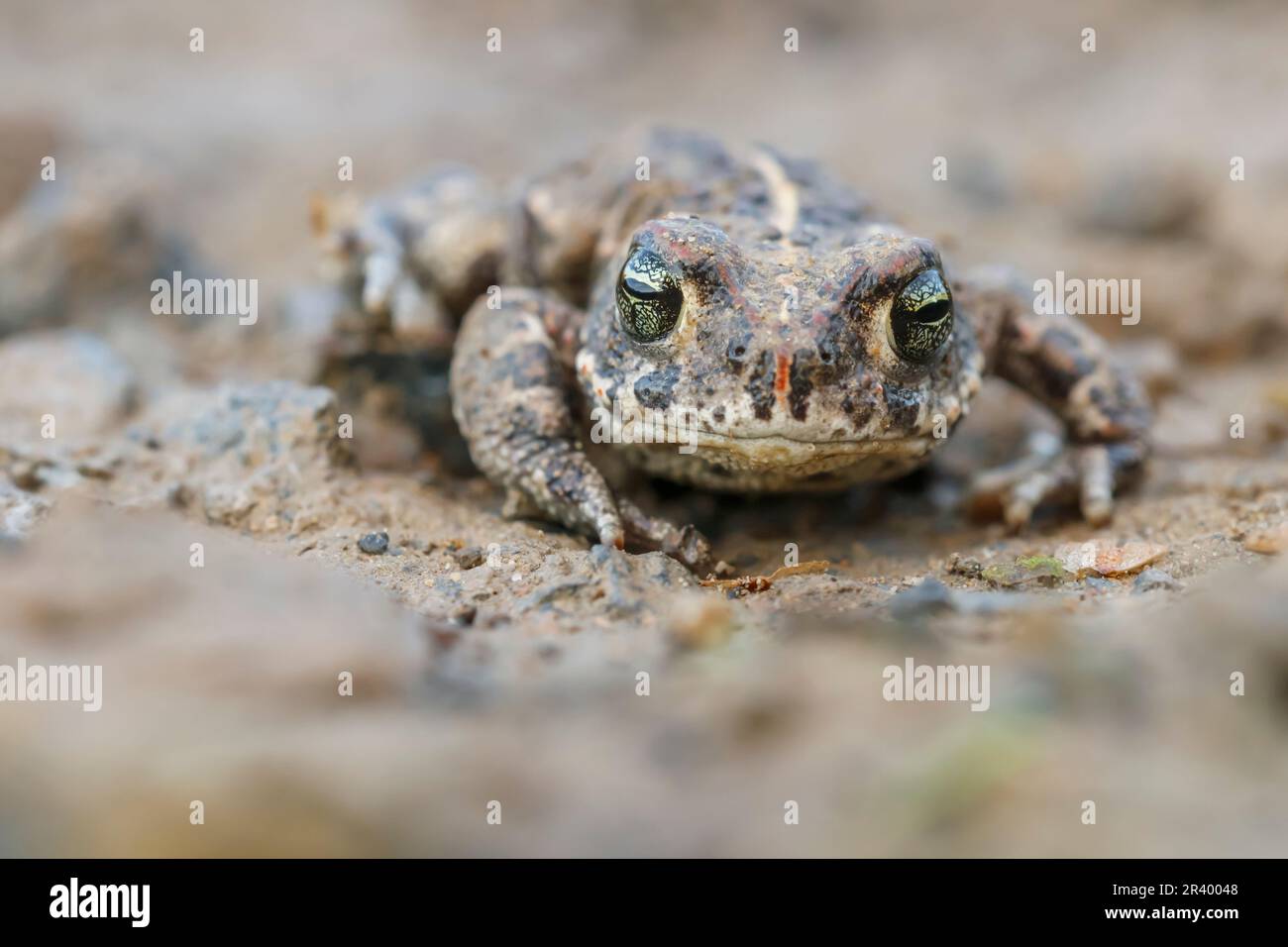 Epidalea calalita, syn. Bufo calalita, connu sous le nom de Natterjack toad, courant crapaud d'Allemagne Banque D'Images