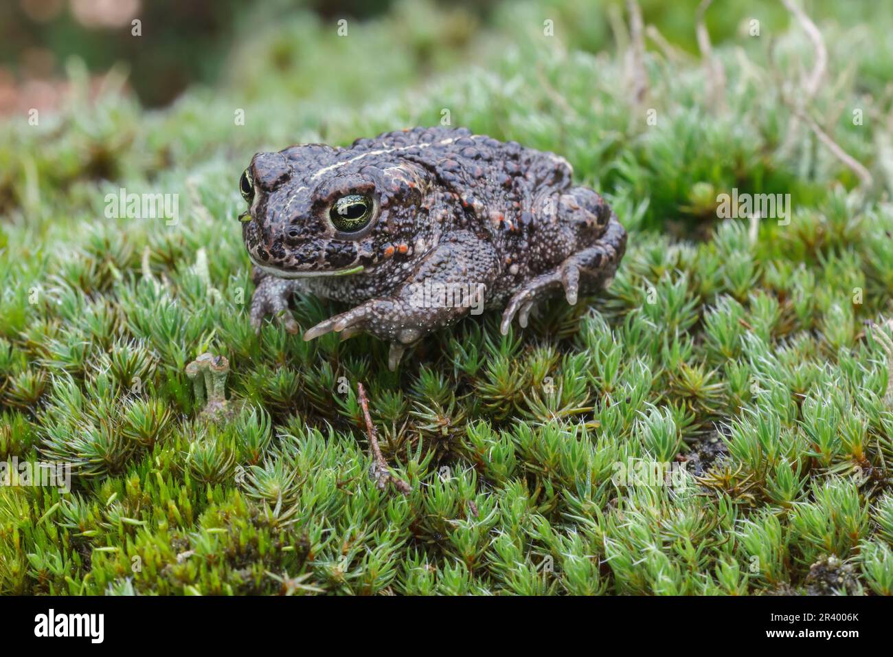 Epidalea calalita, syn. Bufo calalita, connu sous le nom de Natterjack toad, courant crapaud d'Allemagne Banque D'Images