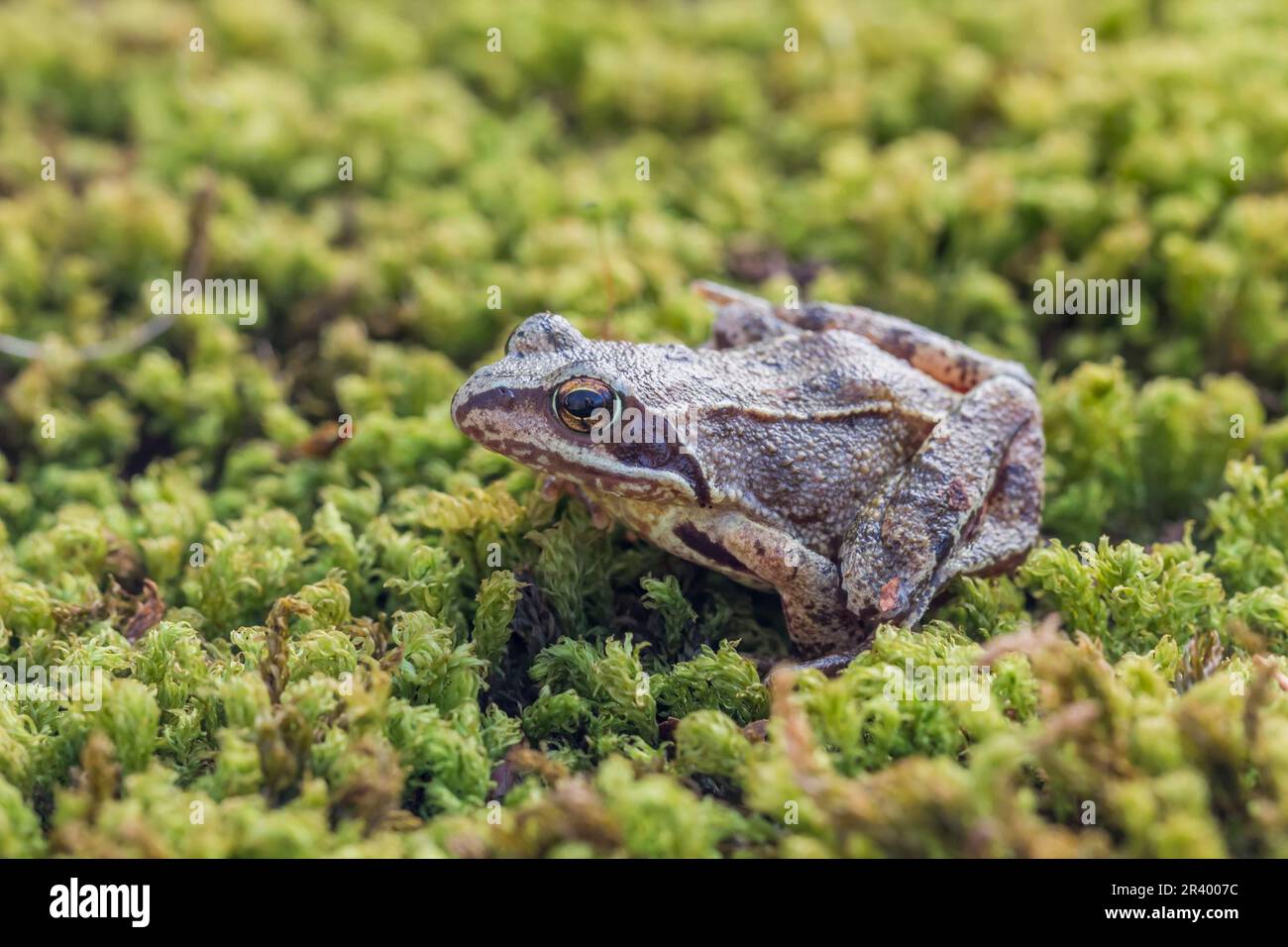 Rana dalmatina, connue sous le nom de grenouille Agile, grenouille printanière, grenouille Leap, grenouille dalmate d'Allemagne Banque D'Images