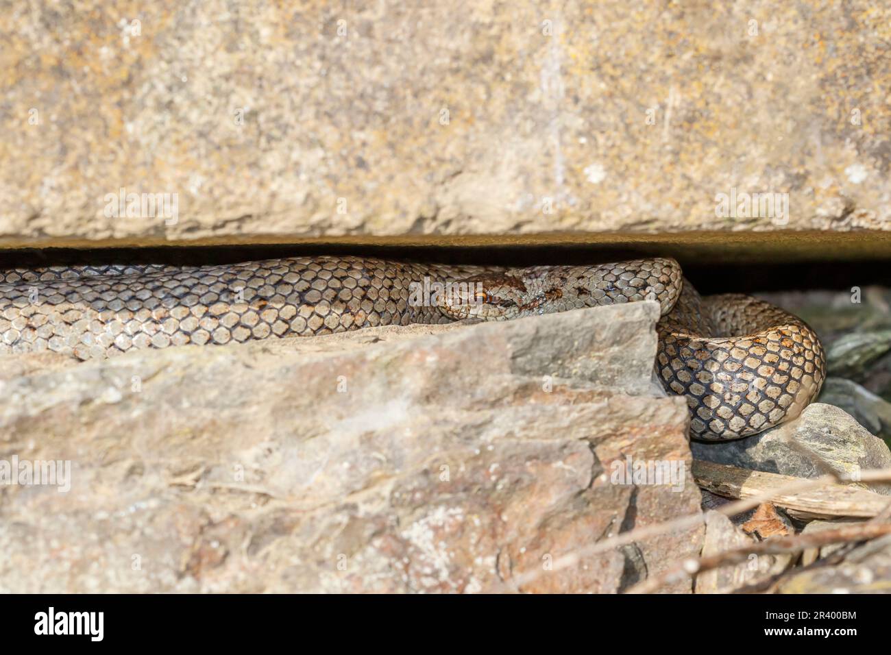 Philadelphus coronarius, connu sous le nom de Sweet mock-orange, chien de bois anglais Banque D'Images