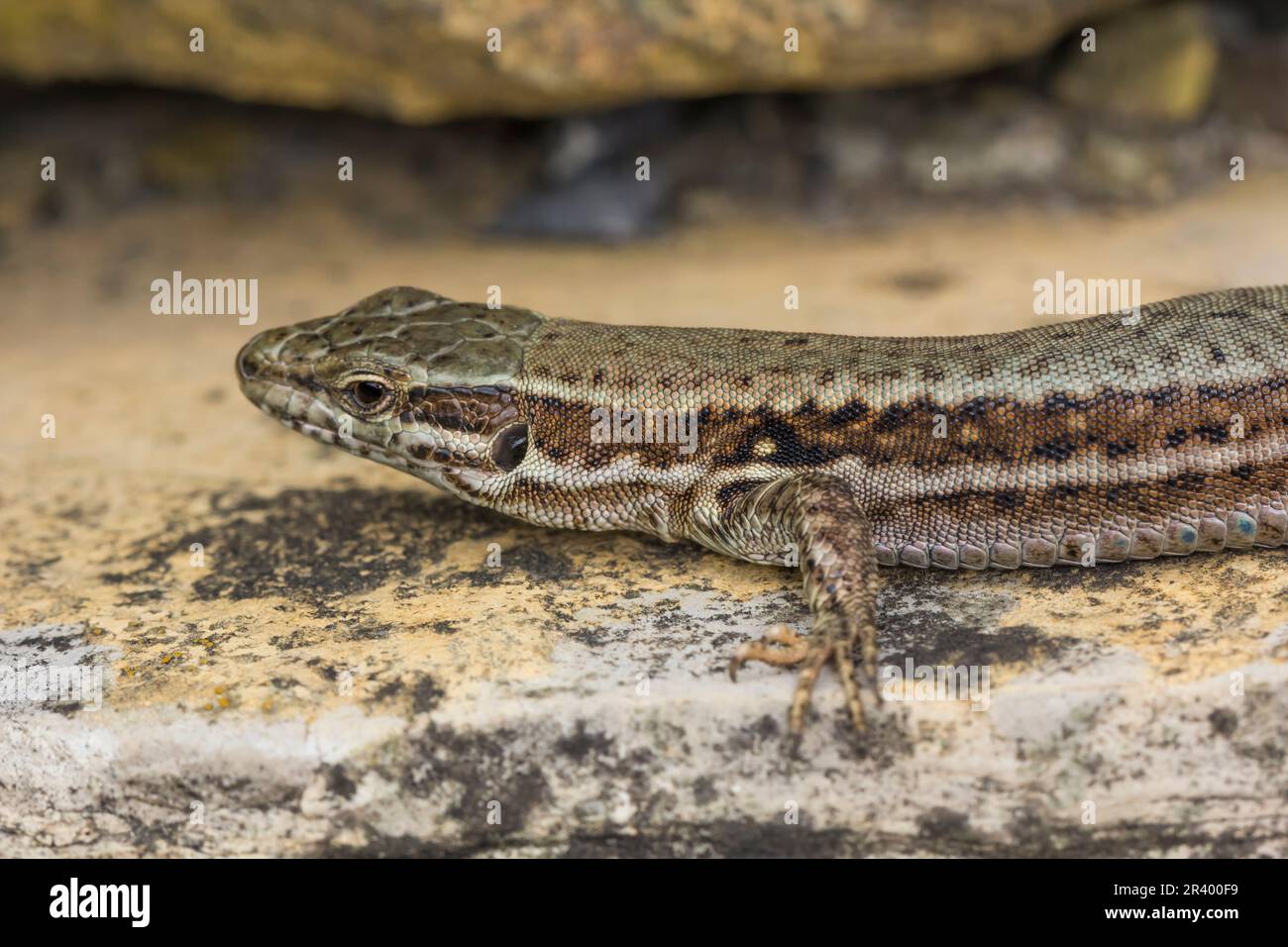 Podarcis muralis brongniardii, connu sous le nom de lézard à paroi commune, lézard à paroi européenne Banque D'Images