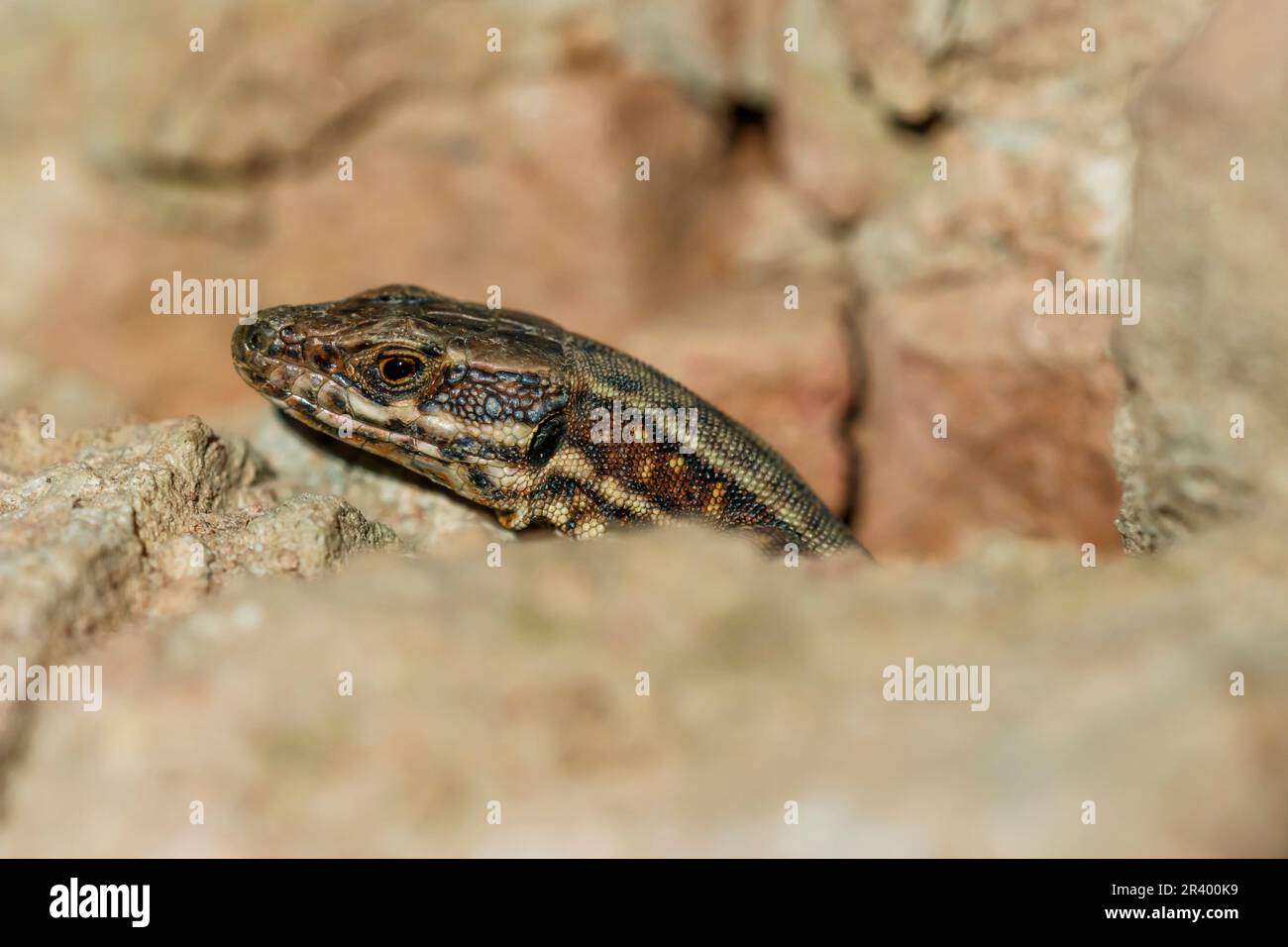 Podarcis muralis maculiventris, connu sous le nom de lézard à paroi commune, lézard à paroi européenne, lézard à paroi Banque D'Images