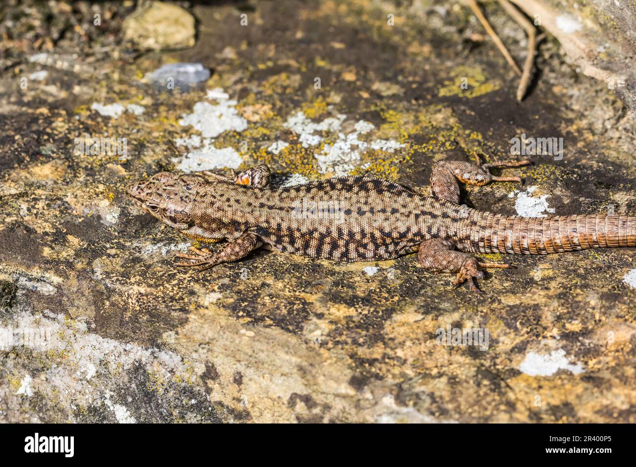 Podarcis muralis brongniardii, connu sous le nom de lézard à paroi commune, lézard à paroi européenne Banque D'Images