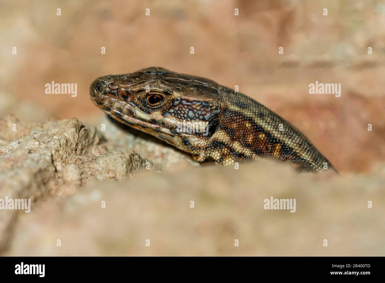 Podarcis muralis maculiventris, connu sous le nom de lézard à paroi commune, lézard à paroi européenne, lézard à paroi Banque D'Images