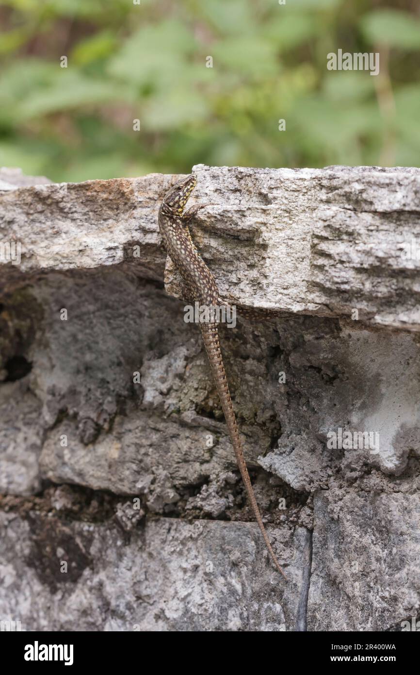 Podarcis muralis, connu sous le nom de lézard de mur commun, lézard de mur européen, lézard de mur Banque D'Images