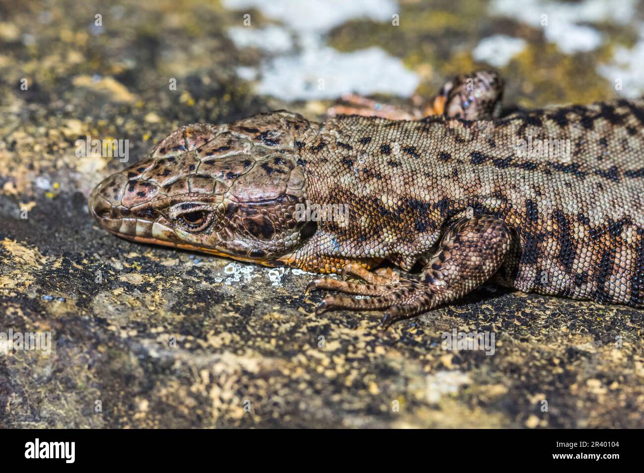 Podarcis muralis brongniardii, connu sous le nom de lézard à paroi commune, lézard à paroi européenne Banque D'Images