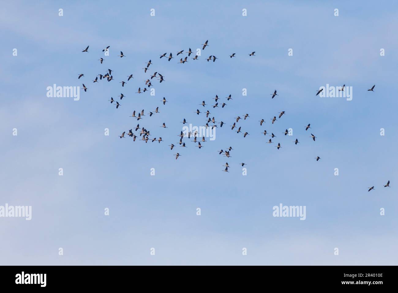 Crans (Grus Grus), connue sous le nom de grue commune, grue eurasienne d'Europe Banque D'Images