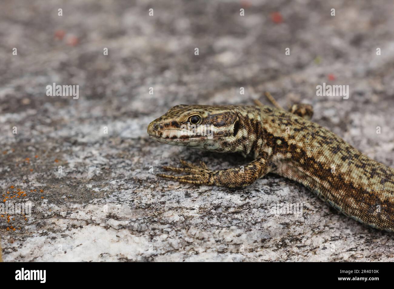 Podarcis muralis, connu sous le nom de lézard de mur commun, lézard de mur européen, lézard de mur Banque D'Images