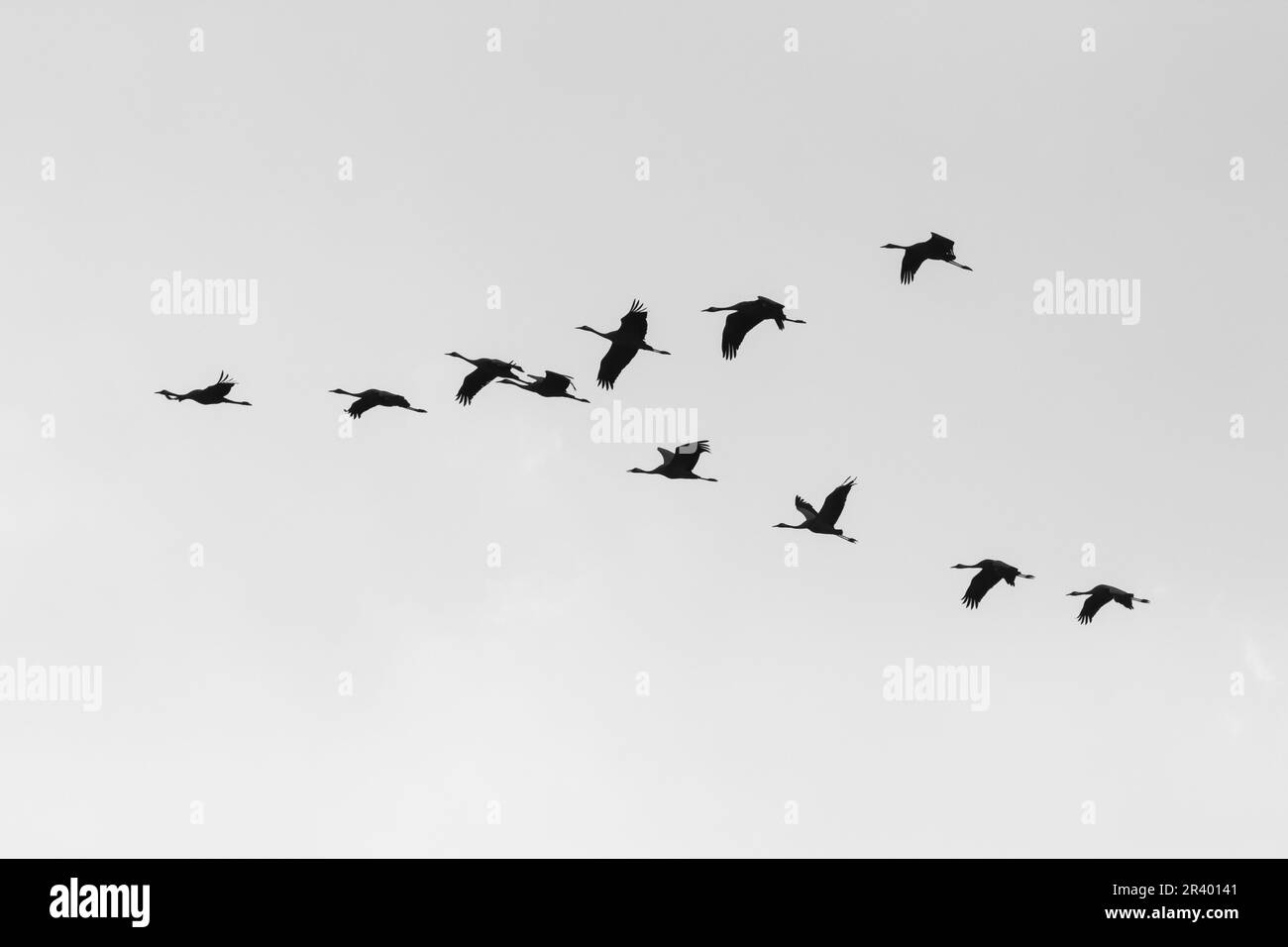 Crans (Grus Grus), connue sous le nom de grue commune, grue eurasienne d'Europe Banque D'Images