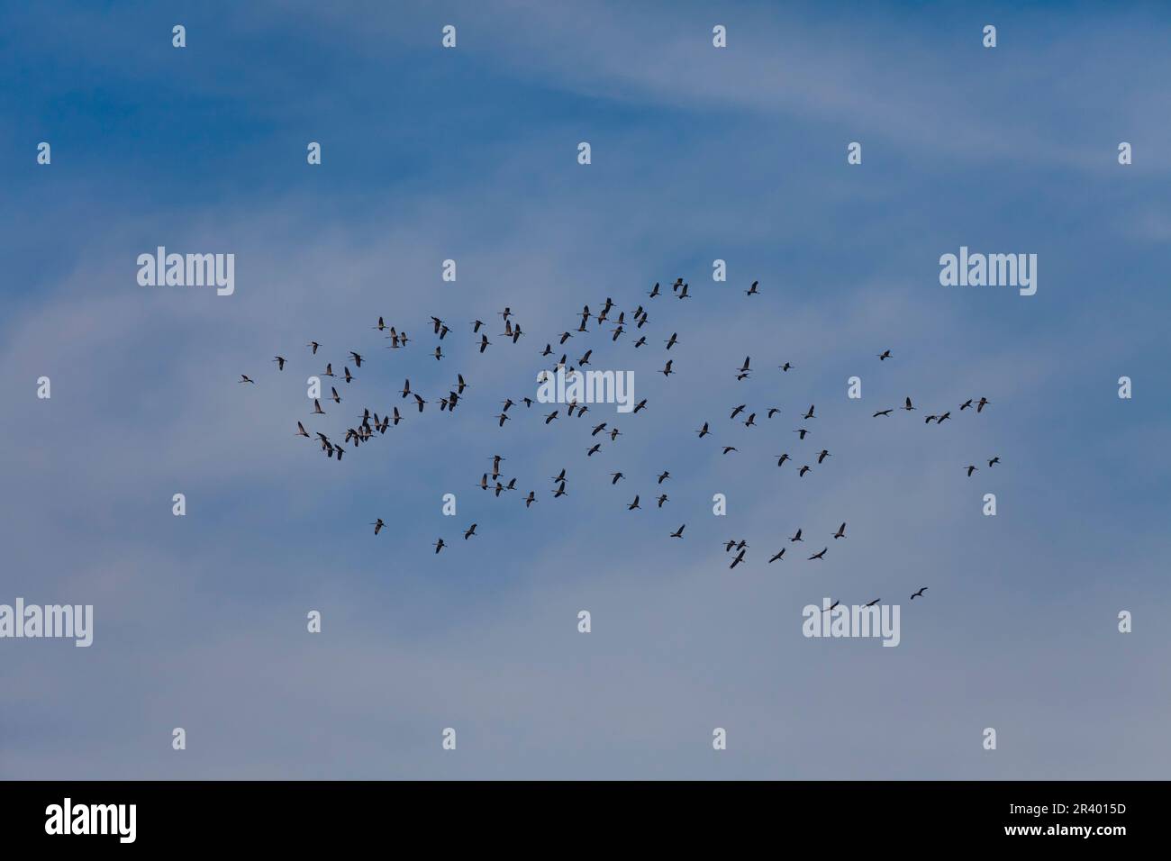 Crans (Grus Grus), connue sous le nom de grue commune, grue eurasienne d'Europe Banque D'Images