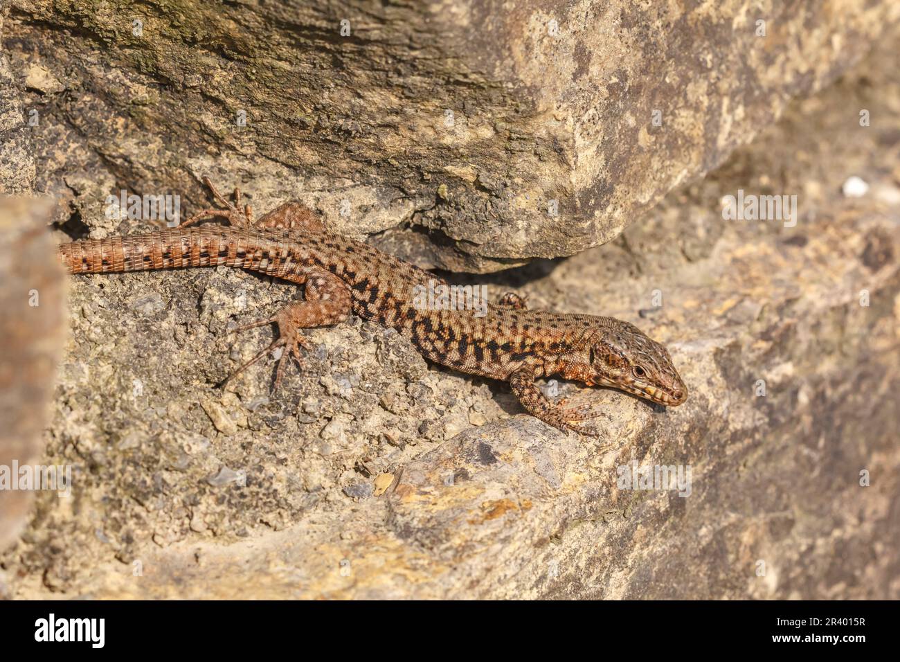 Podarcis muralis brongniardii, connu sous le nom de lézard à paroi commune, lézard à paroi européenne Banque D'Images
