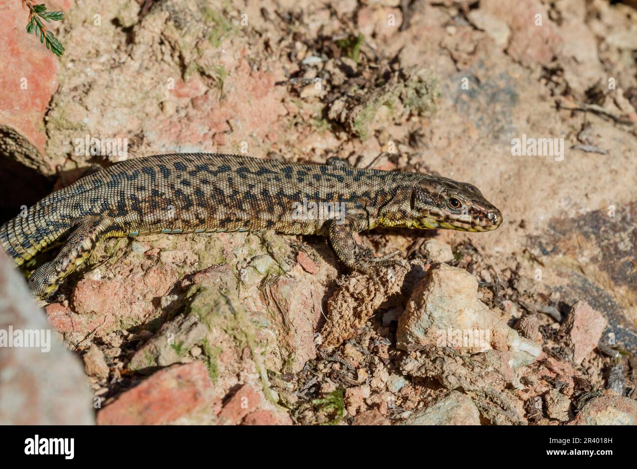 Podarcis muralis maculiventris, connu sous le nom de lézard à paroi commune, lézard à paroi européenne, lézard à paroi Banque D'Images