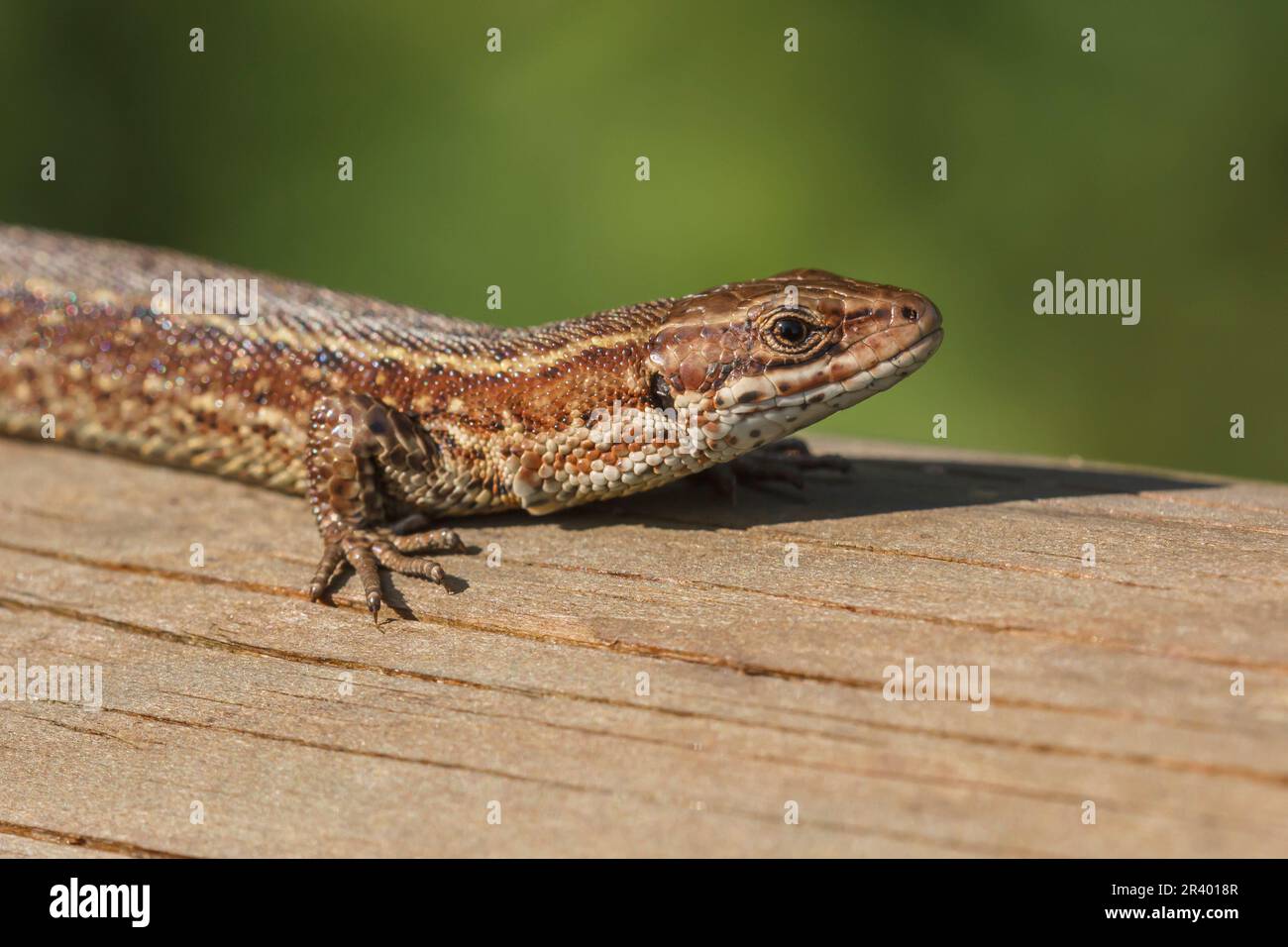 Zootoca vipara, syn. Lacerta vivipara, connue sous le nom de lézard commun, lézard vivipare Banque D'Images