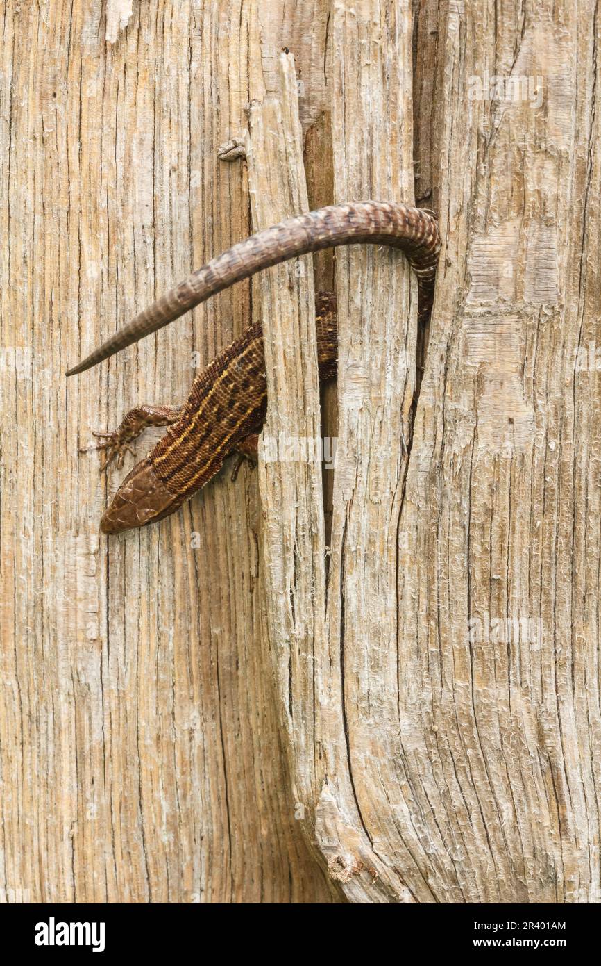 Zootoca vipara, syn. Lacerta vivipara, connue sous le nom de lézard commun, lézard vivipare Banque D'Images